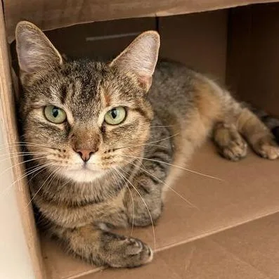 An adult large-sized female Brown / Chocolate Domestic Short Hair cat named Pretty Petal for adoption in Fredericksburg, VA