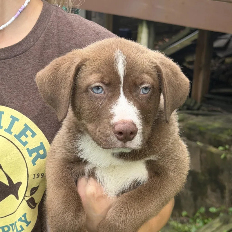 A baby medium-sized male Australian Shepherd dog named Pluto for adoption in White Lake, MI
