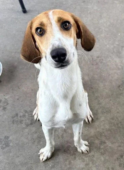 A young medium-sized male Golden Beagle dog named Dusty for adoption in Inverness, FL