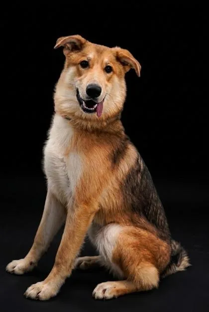 A young large-sized female German Shepherd Dog dog named Miami for adoption in Cumming, GA