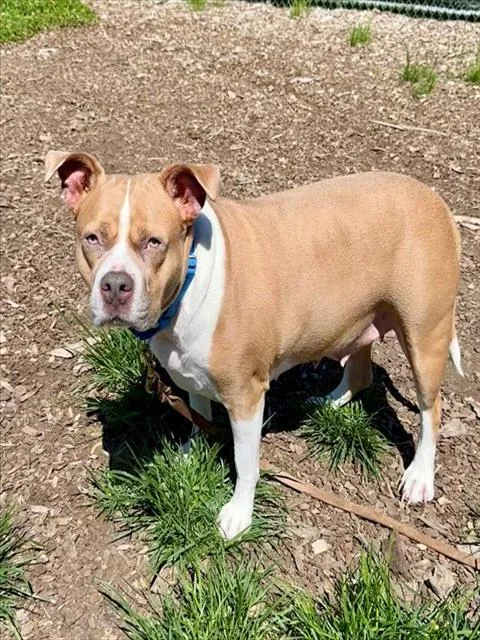 An adult large-sized female Pit Bull Terrier dog named Kylie for adoption in Leesburg, VA