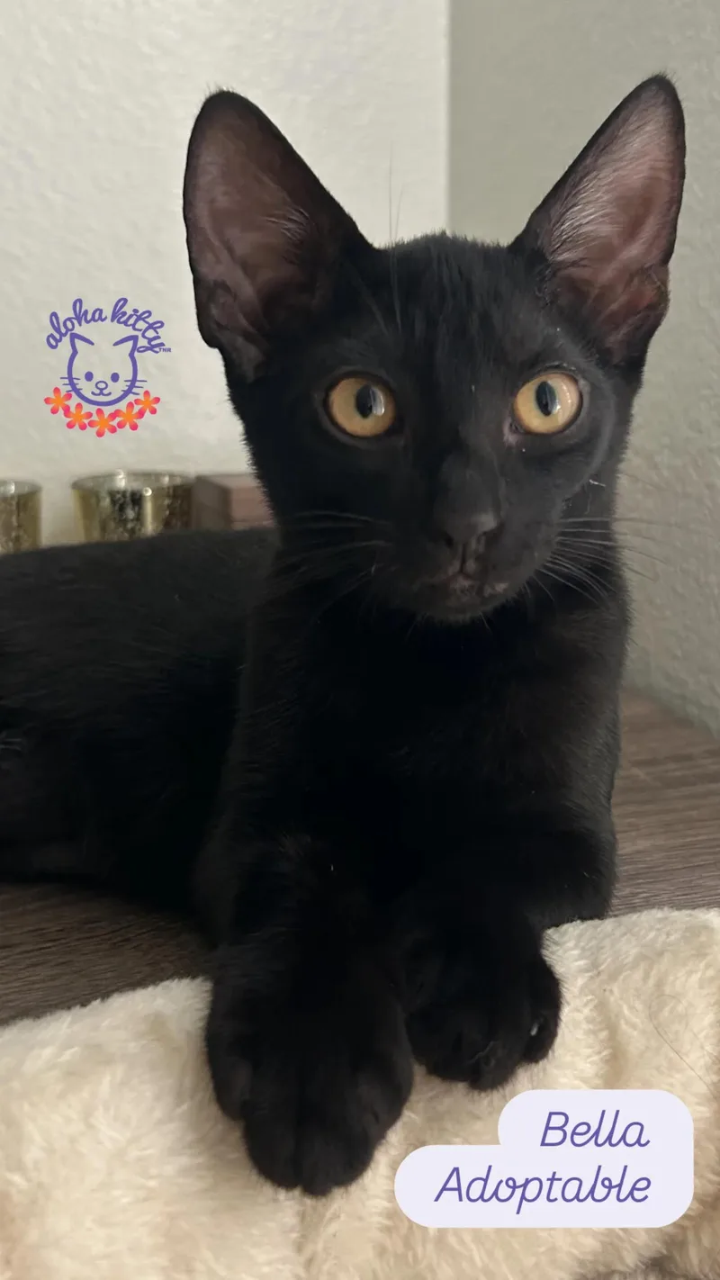 A baby medium-sized female Black Domestic Short Hair cat named Bella for adoption in Honolulu, HI