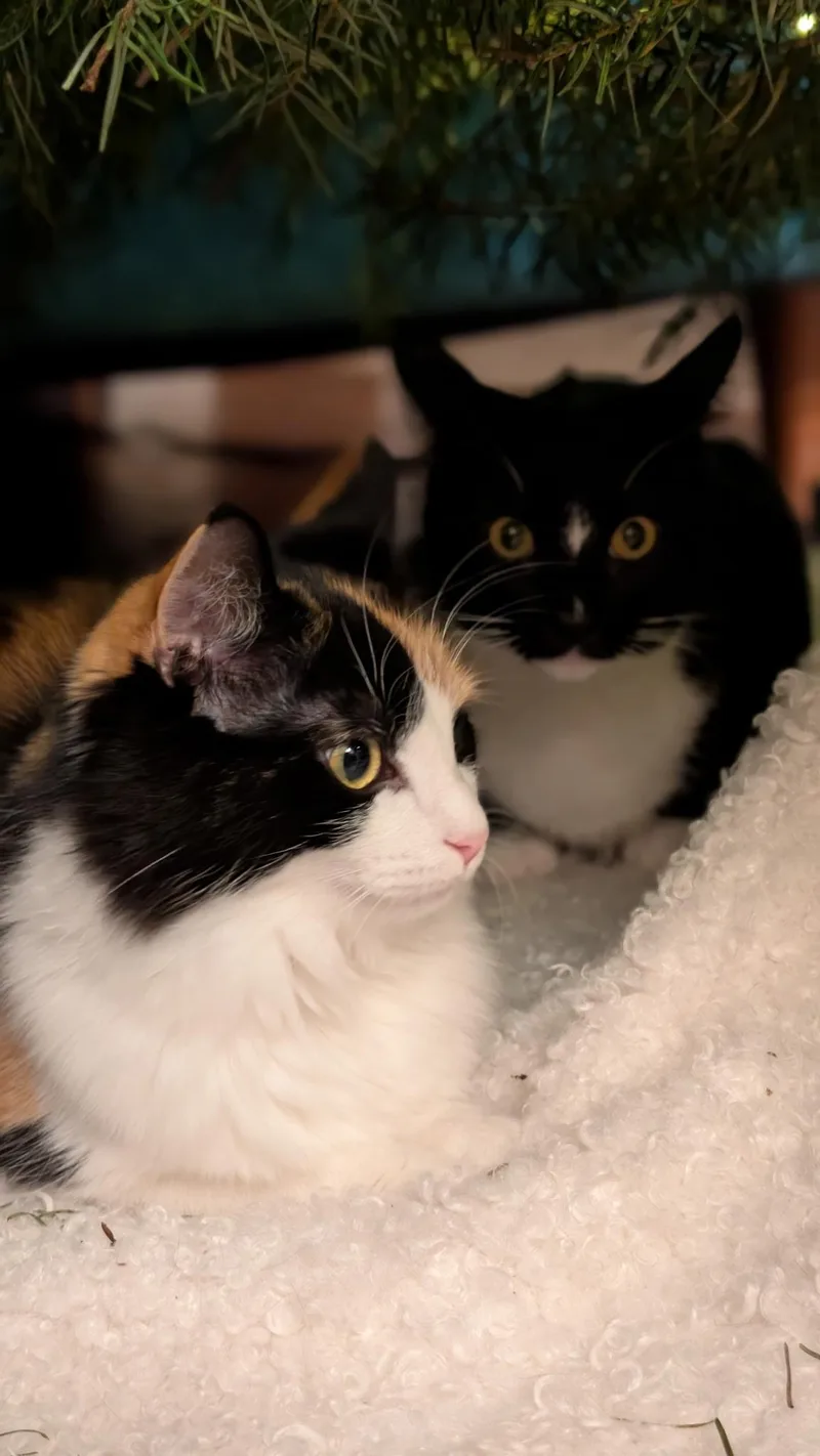 Buttercup thumbnail 2