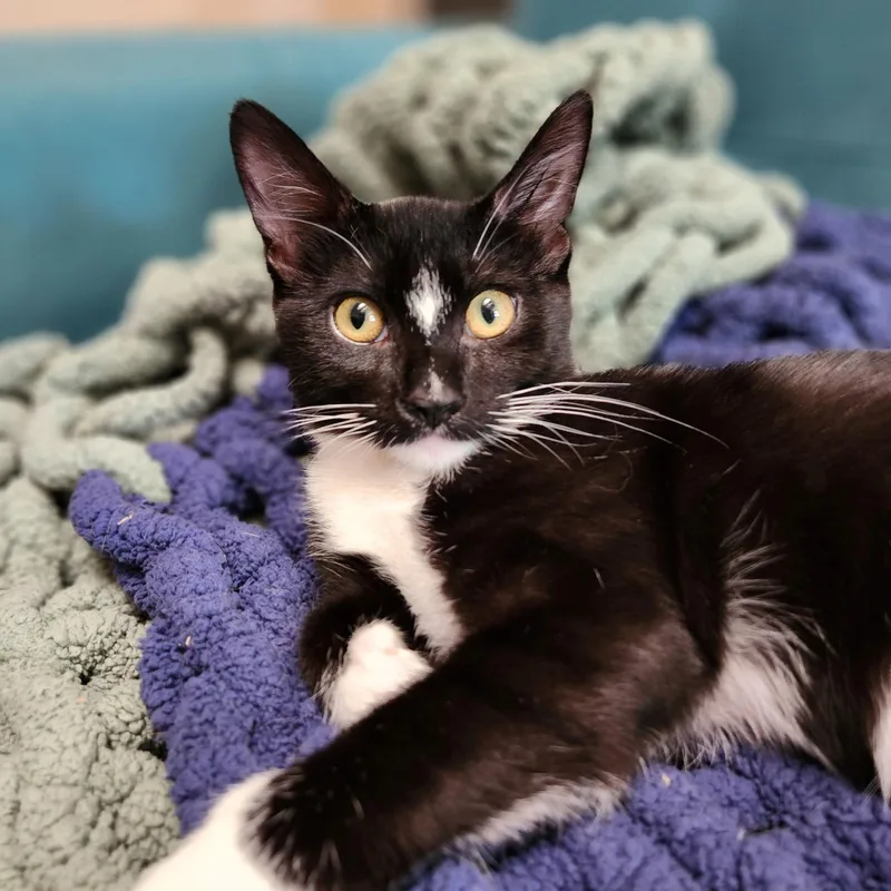 Buttercup thumbnail 3