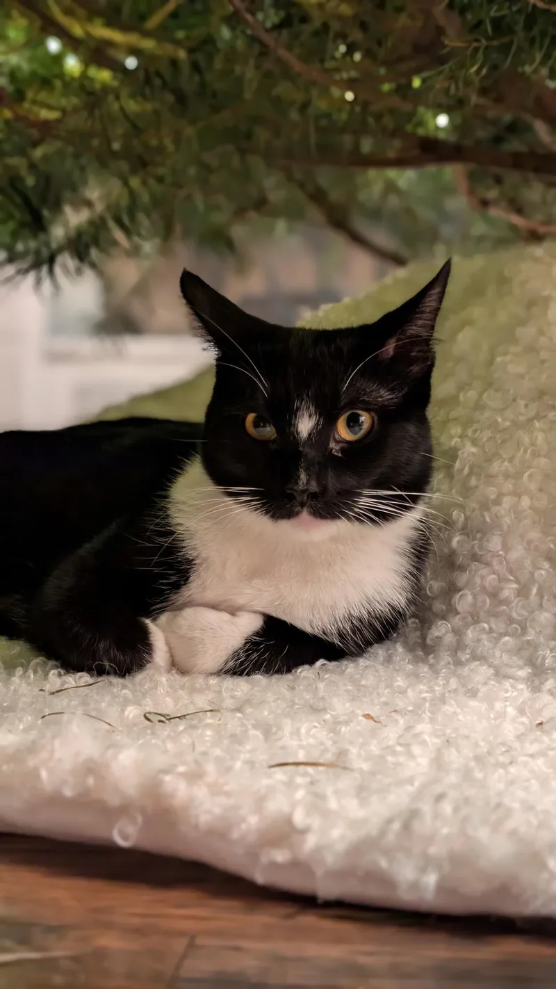 Buttercup thumbnail 4