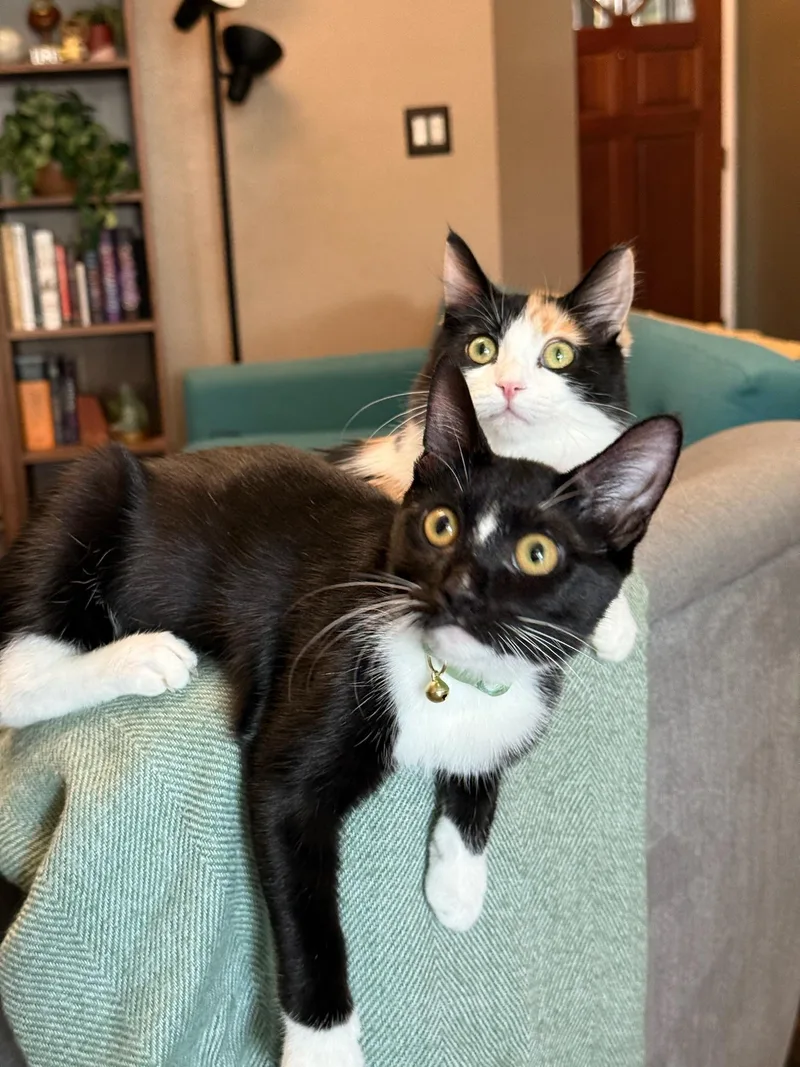 Buttercup thumbnail 5