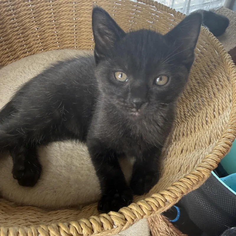 Duncan