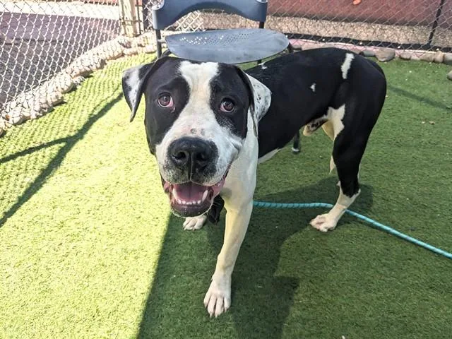A young large-sized male Pit Bull Terrier dog named Julius for adoption in Phoenix, AZ