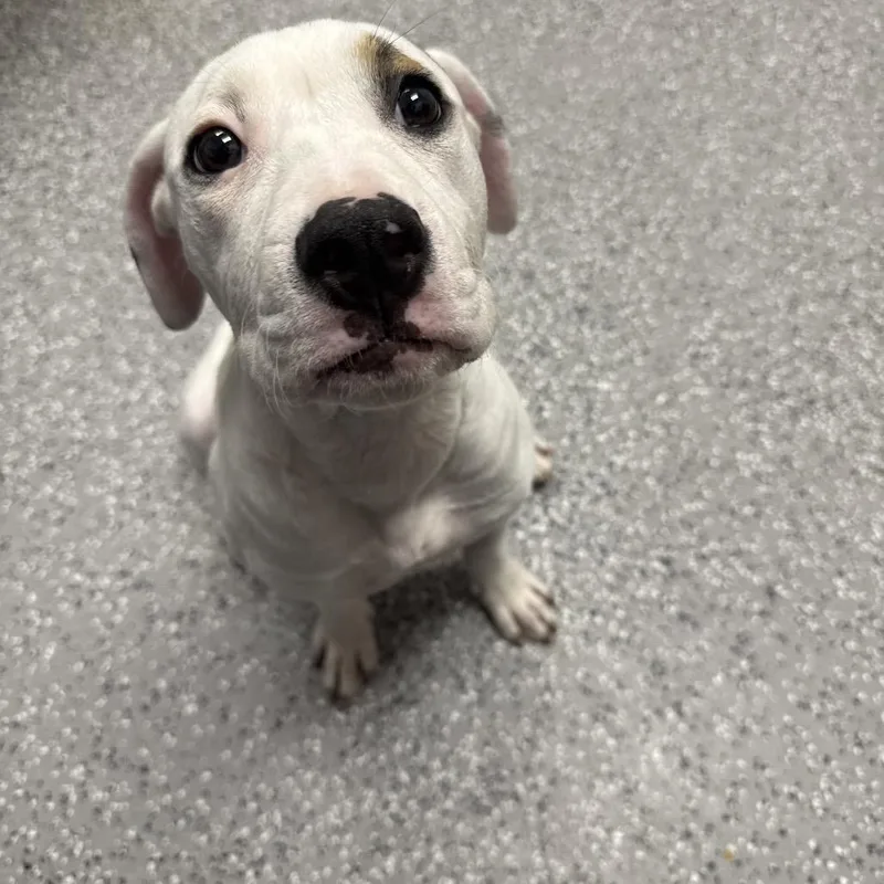 A baby medium-sized female White / Cream Pit Bull Terrier dog named HACCStray for adoption in Henderson, NV