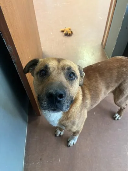 An adult medium-sized male Tricolor (Brown, Black, & White) Terrier dog named Jones for adoption in Rapid City, SD