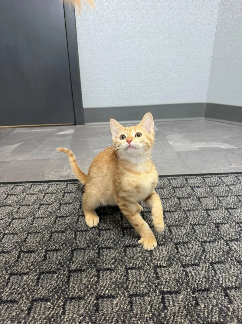 A young medium-sized male Tabby (Orange / Red) Domestic Short Hair cat named Prince Shine for adoption in Clinton, IL