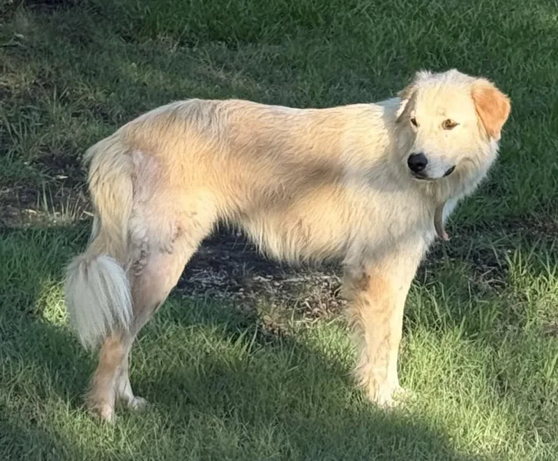 Rosie