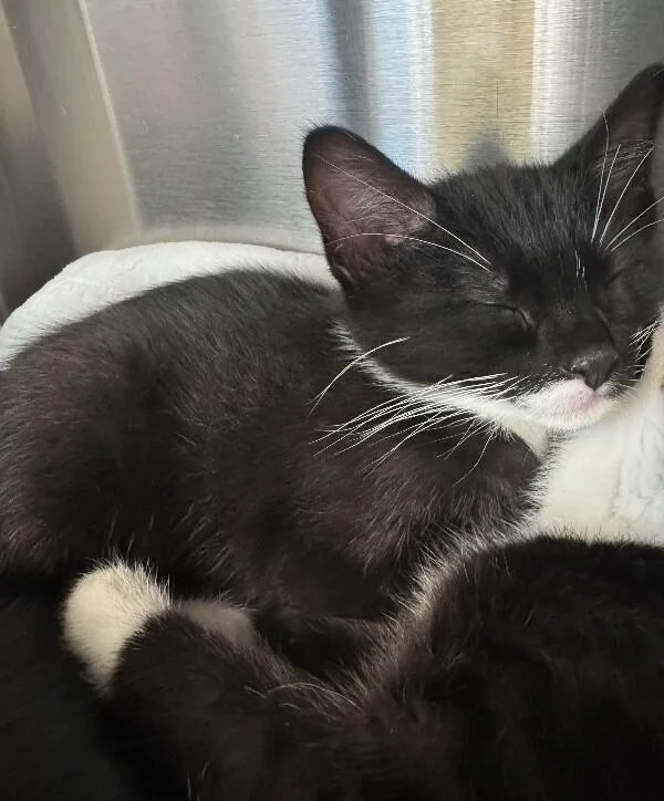 A baby medium-sized male Black & White / Tuxedo Domestic Short Hair cat named Epson for adoption in La Crescent, MN