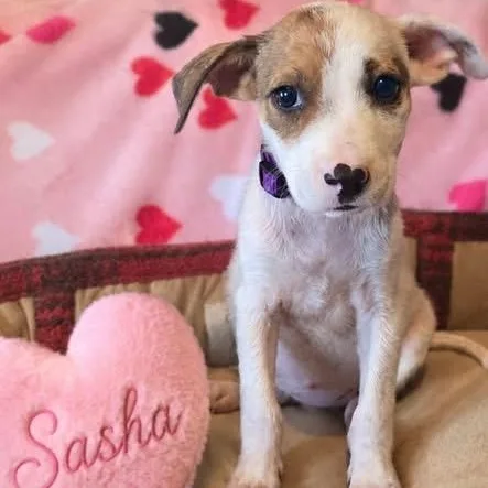 A baby medium-sized female White / Cream Australian Shepherd dog named Sasha for adoption in Brewton, AL