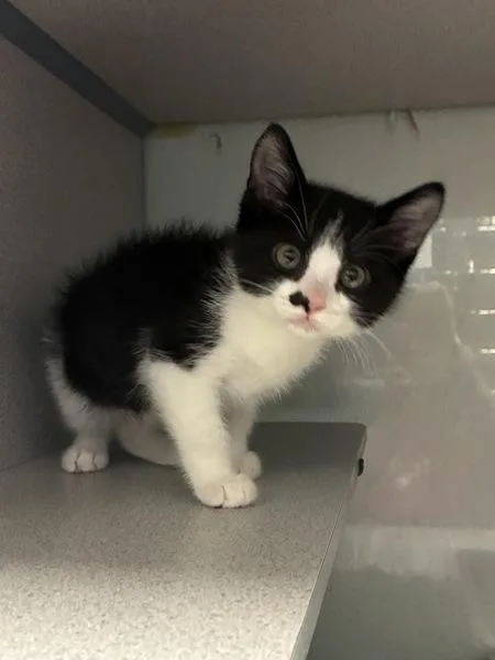 A baby small-sized male Domestic Short Hair cat named Six for adoption in Salt Lake City, UT