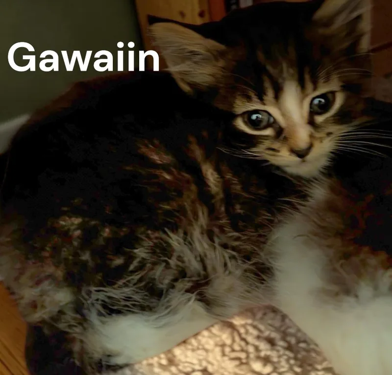 A baby medium-sized female Domestic Medium Hair cat named Gawain for adoption in Weems, VA