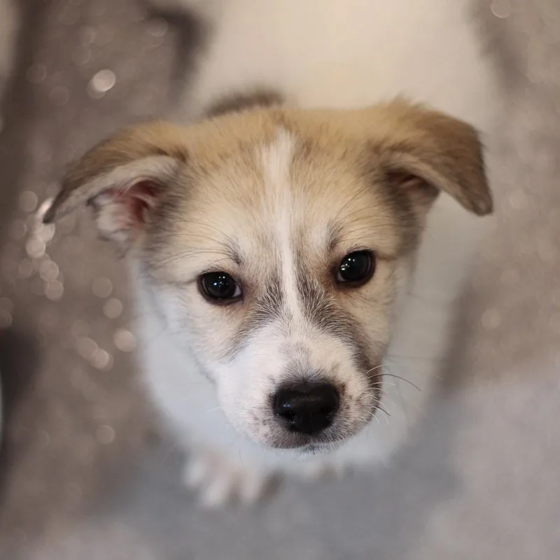 A baby medium-sized female Great Pyrenees dog named Indi for adoption in Cumming, GA