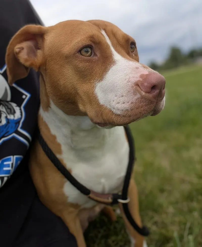 A young large-sized female Terrier dog named Garnet for adoption in Defiance, OH