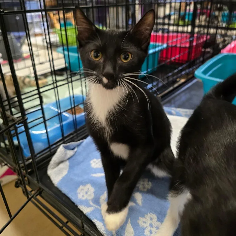 A baby small-sized male Black Domestic Short Hair cat named Sylvester for adoption in Spokane, WA
