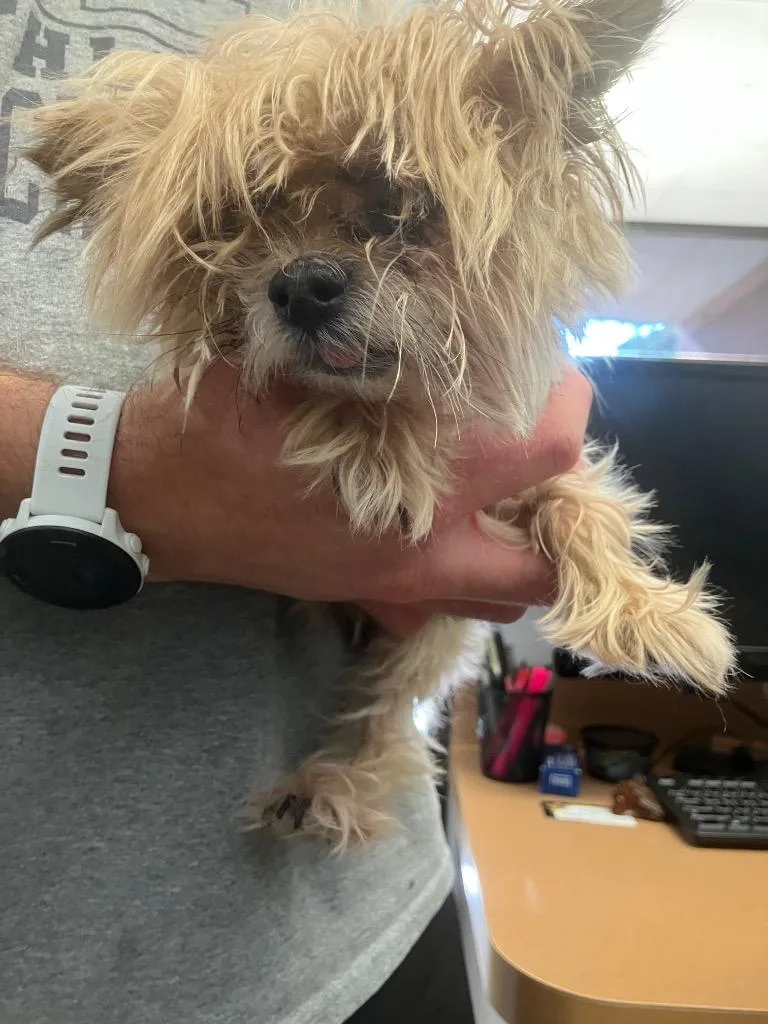 A senior small-sized female Yorkshire Terrier dog named Bella for adoption in Troy, OH