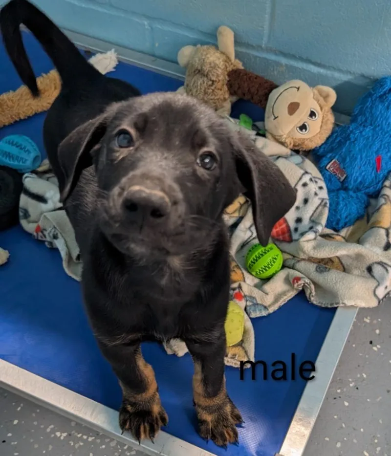 A baby medium-sized male Boxer dog named Magnus for adoption in Seven Points, TX