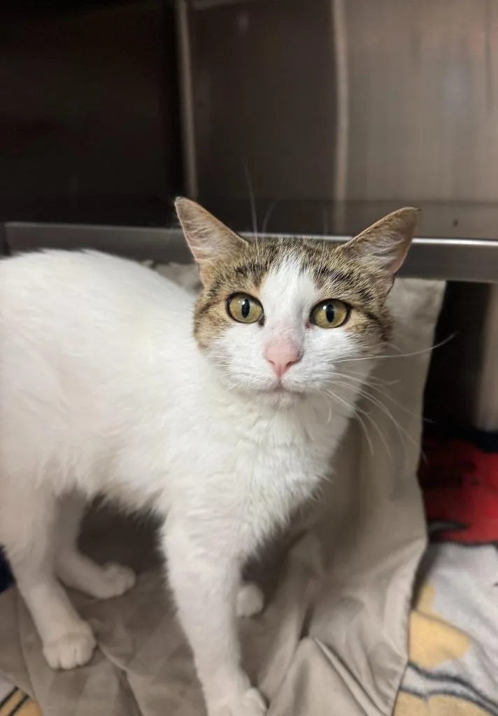An adult large-sized female Domestic Short Hair cat named Lilo At Petco for adoption in Grand Forks, ND