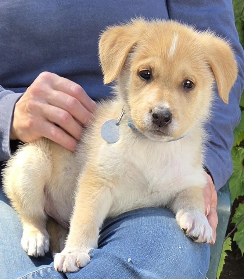 A baby medium-sized male Australian Shepherd dog named Tuck for adoption in Saint Paul, MN