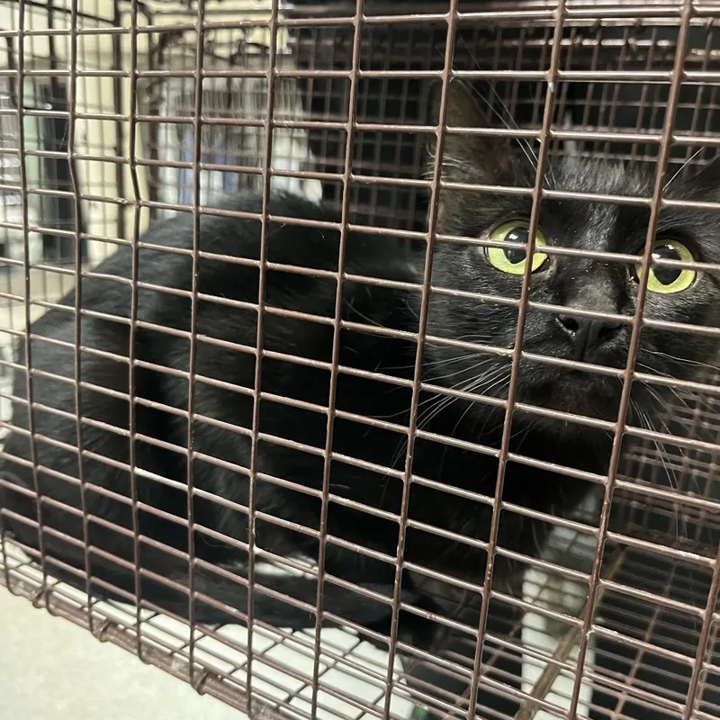 A young medium-sized female Black Domestic Short Hair cat named Bootsie for adoption in Tacoma, WA