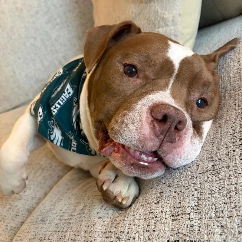 A senior medium-sized male White / Cream English Bulldog dog named Gordon for adoption in Sinking Spring, PA