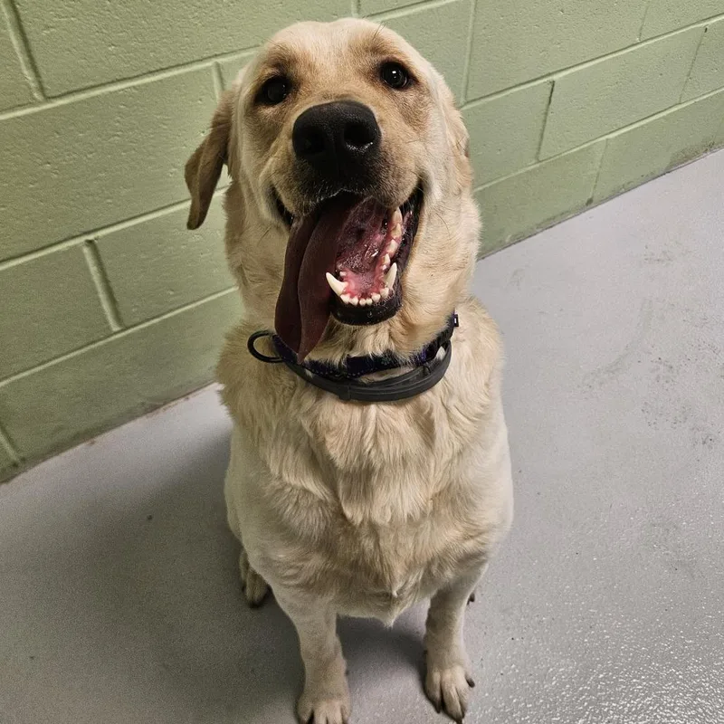 A young large-sized male Yellow / Tan / Blond / Fawn Labrador Retriever dog named Jasper for adoption in Conway, NH