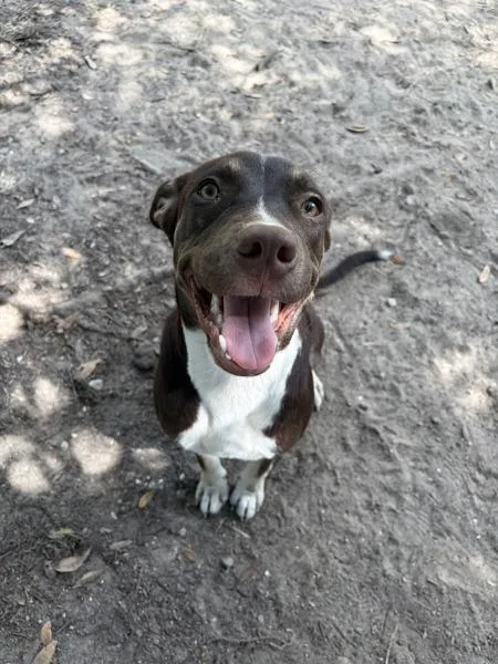 A young medium-sized female Pit Bull Terrier dog named Chicken Nugget for adoption in Mobile, AL