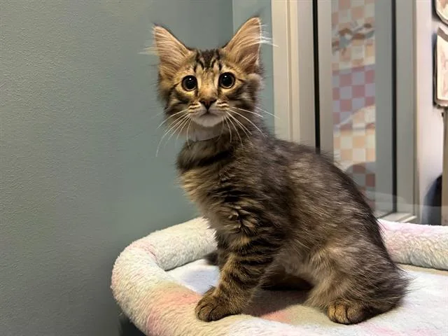 A baby small-sized female Domestic Medium Hair cat named Paprika for adoption in Santa Clara, CA