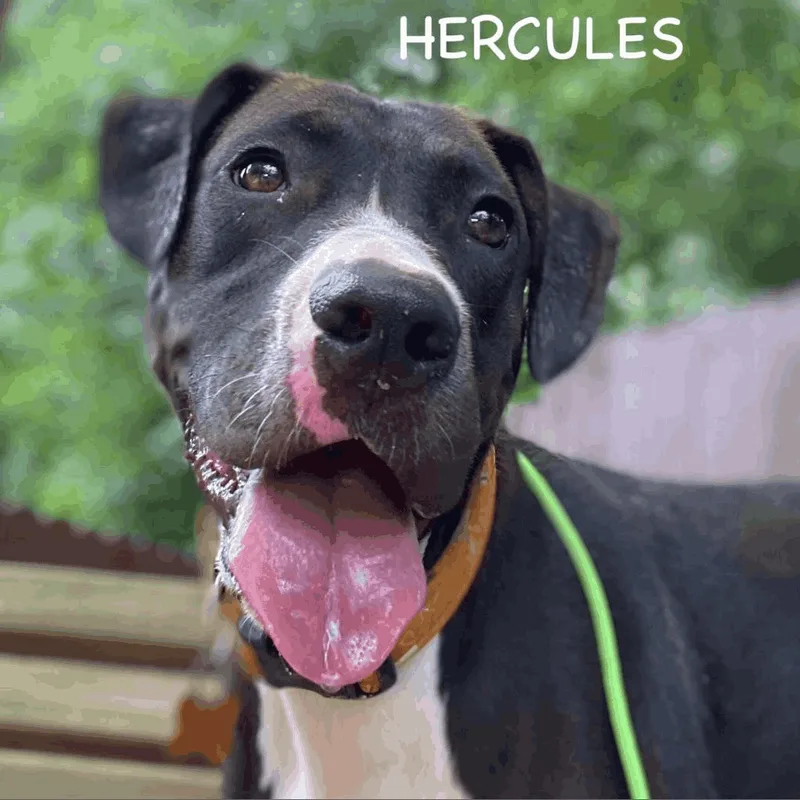 Hercules thumbnail 2