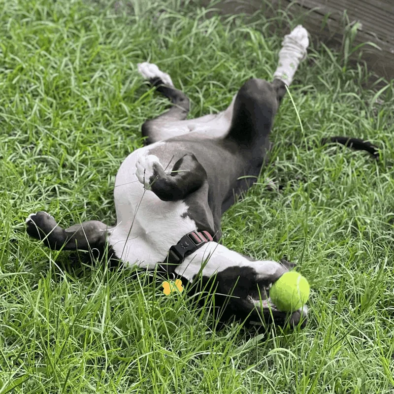 Hercules thumbnail 3