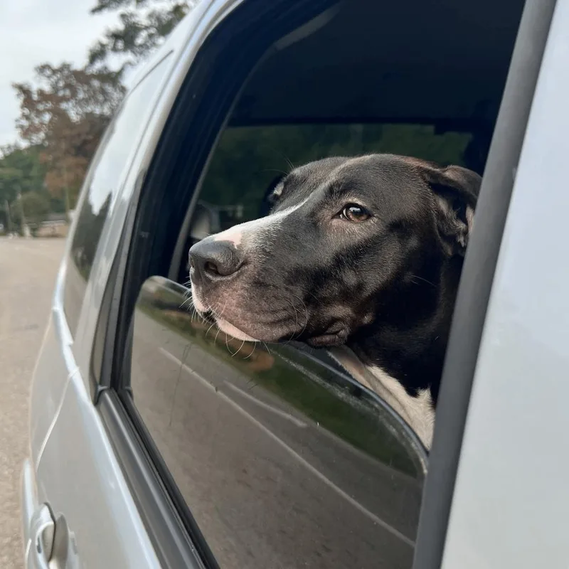 Hercules thumbnail 5