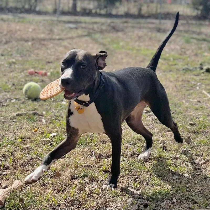 Hercules thumbnail 6