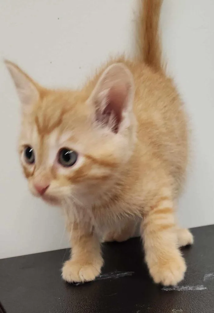 A young medium-sized male Domestic Short Hair cat named Ollie for adoption in Republic, MO