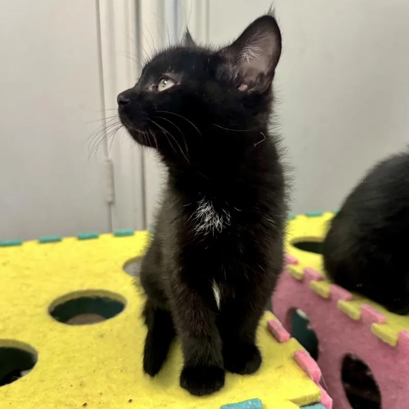 A baby small-sized male Black & White / Tuxedo Domestic Medium Hair cat named Huxley for adoption in Dallas, TX