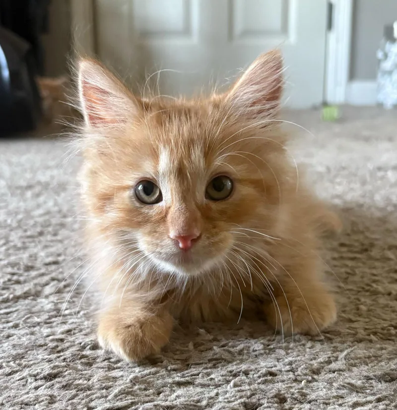 A baby medium-sized female Orange & White Domestic Long Hair cat named Happy for adoption in Washington, MI