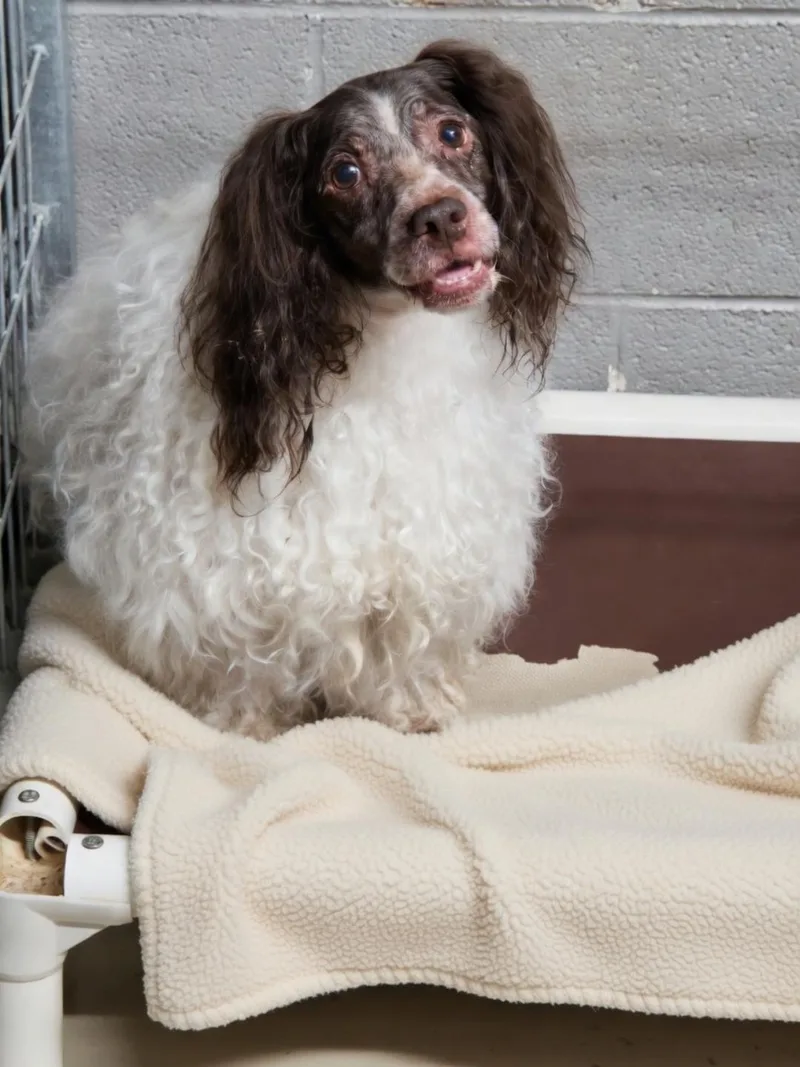 An adult medium-sized male Havanese dog named Chester for adoption in Dandridge, TN