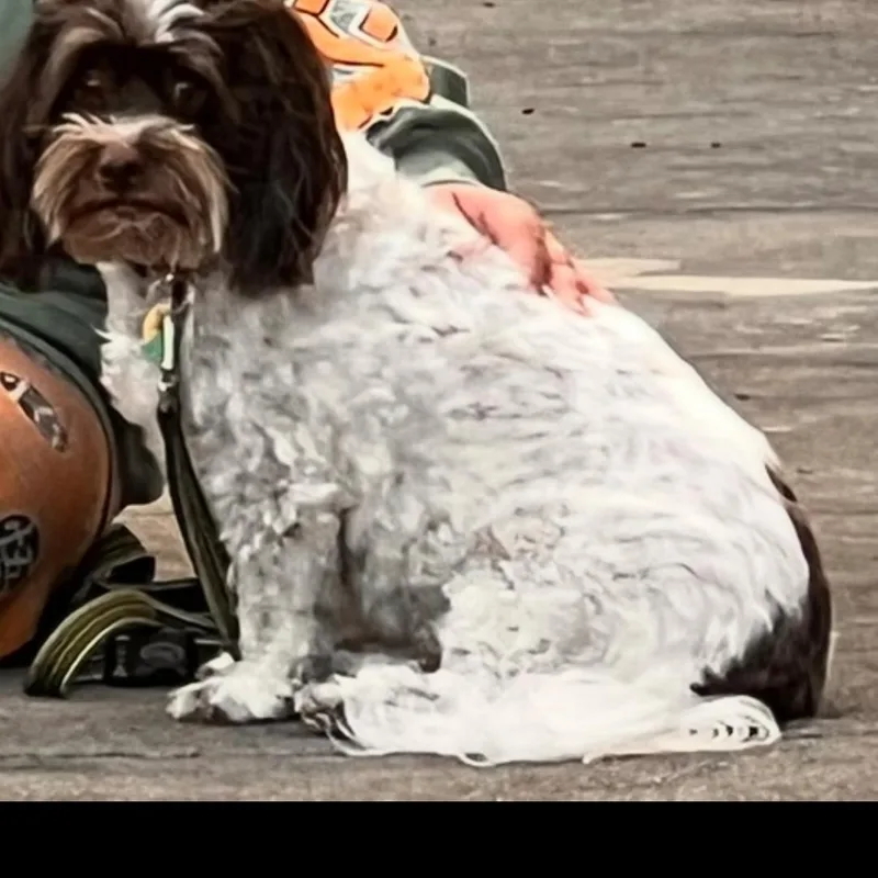 Chester thumbnail 2