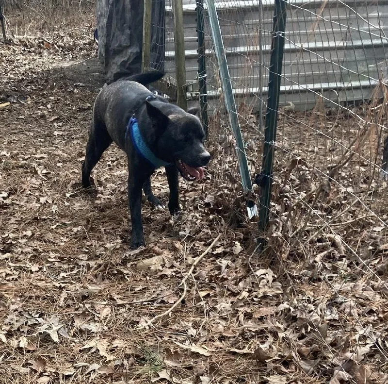 A young medium-sized female Black Labrador Retriever dog named Shakira for adoption in Falmouth, ME