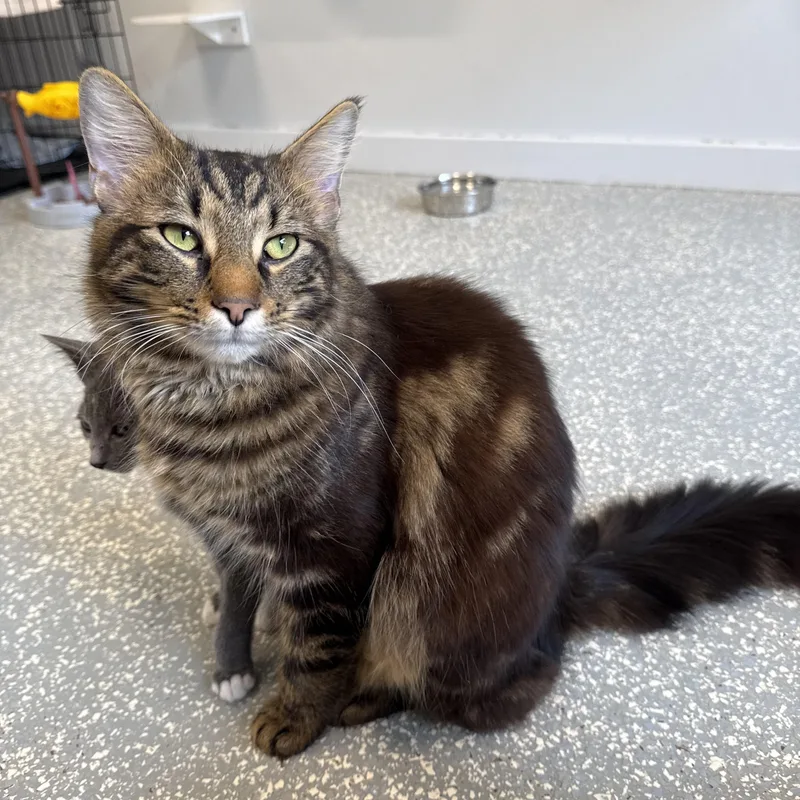 An adult medium-sized male Brown / Chocolate Domestic Long Hair cat named Nebula for adoption in North Haven, CT