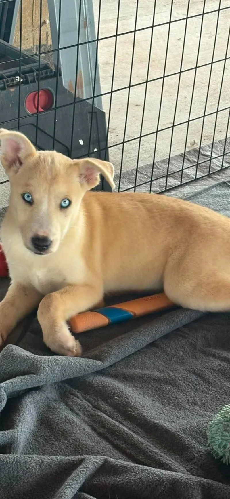 A baby medium-sized female Siberian Husky dog named Remmington for adoption in York, PA
