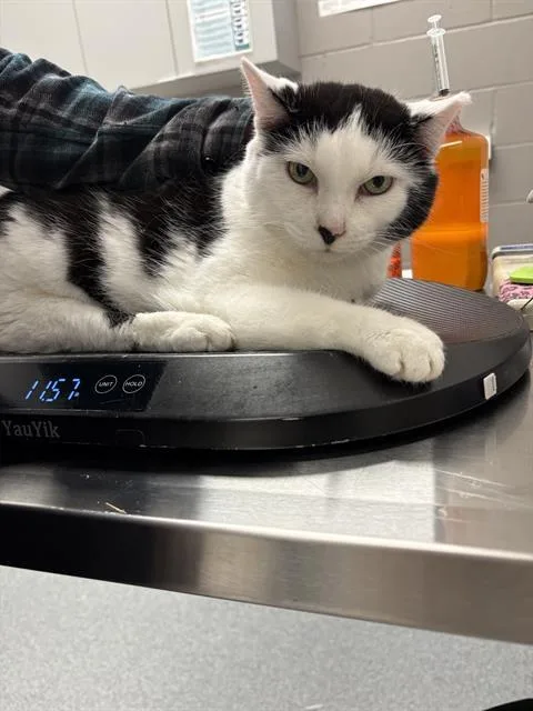 An adult large-sized female Domestic Short Hair cat named Felicia for adoption in Indianapolis, IN