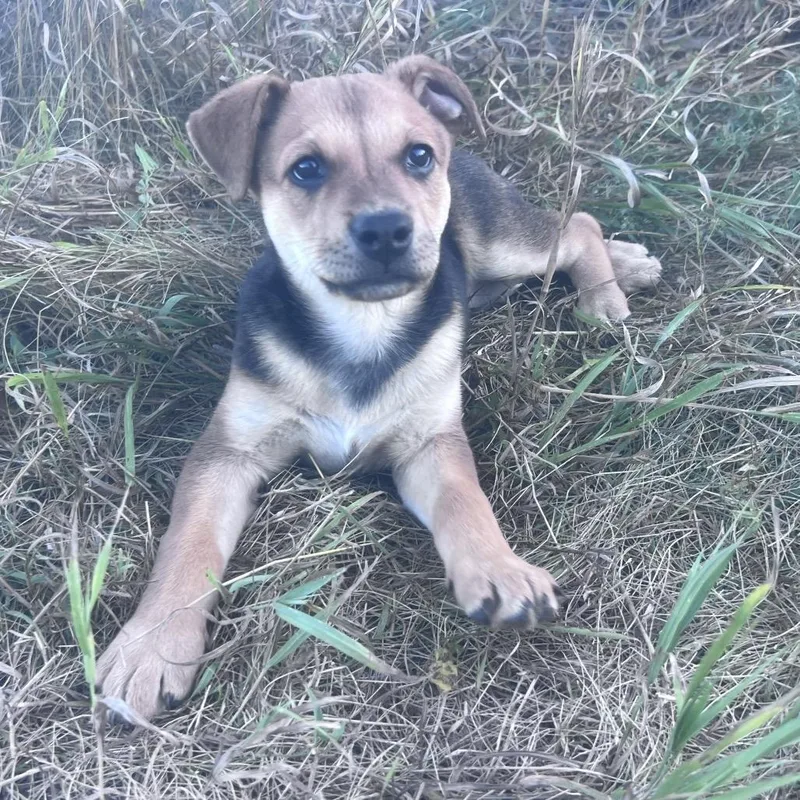 A baby small-sized female Mixed Breed dog named Tilly for adoption in Bismarck, ND