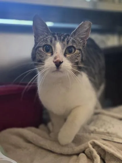 An adult medium-sized male Domestic Short Hair cat named Seth for adoption in Westland, MI