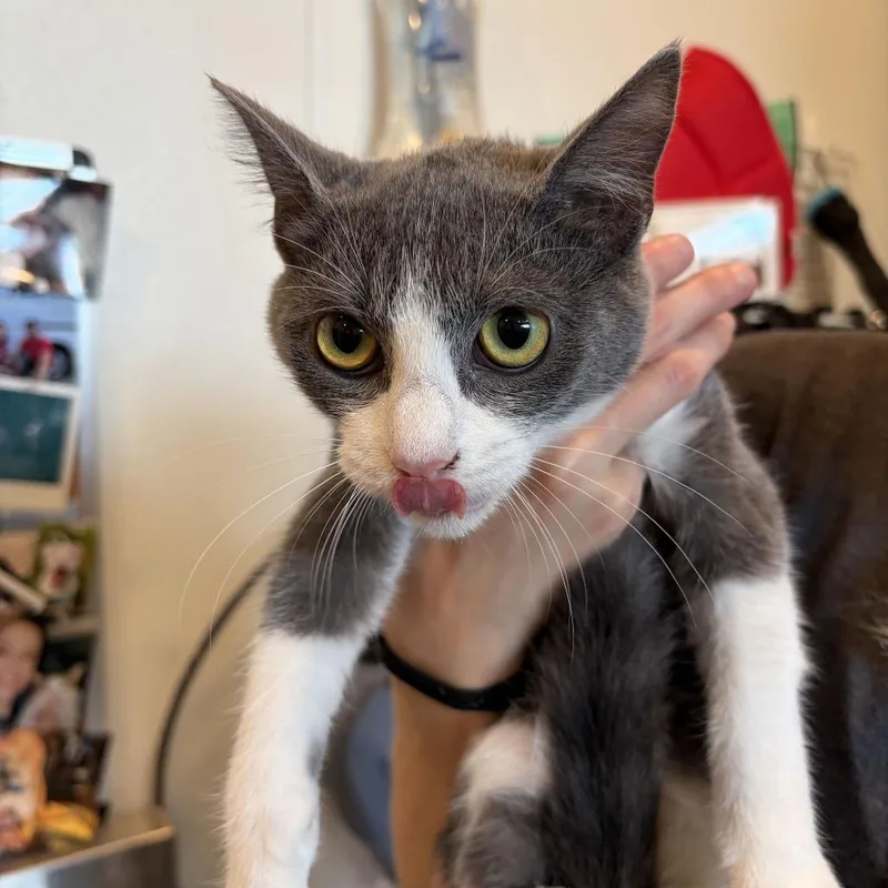 A baby small-sized female Domestic Short Hair cat named Marnie for adoption in Louisville, KY