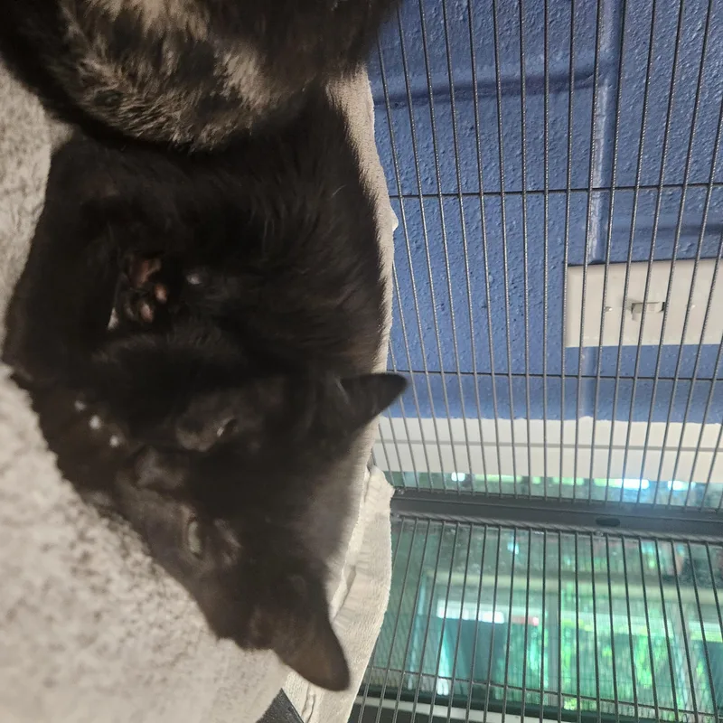 A baby medium-sized female Black Domestic Short Hair cat named 1776 for adoption in Charleston, SC