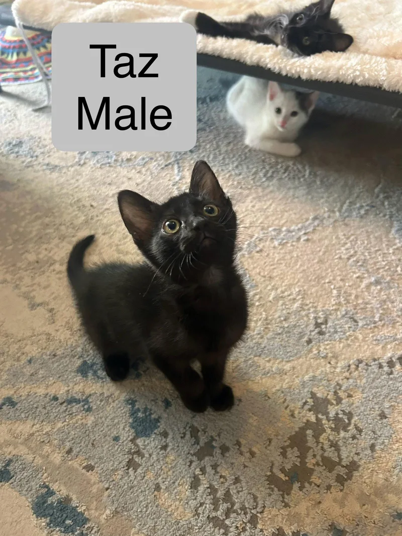Taz